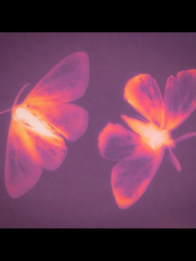 fairy OnlyFans header