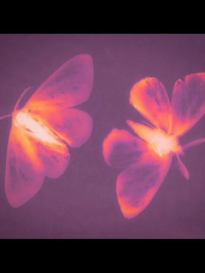 fairy OnlyFans header