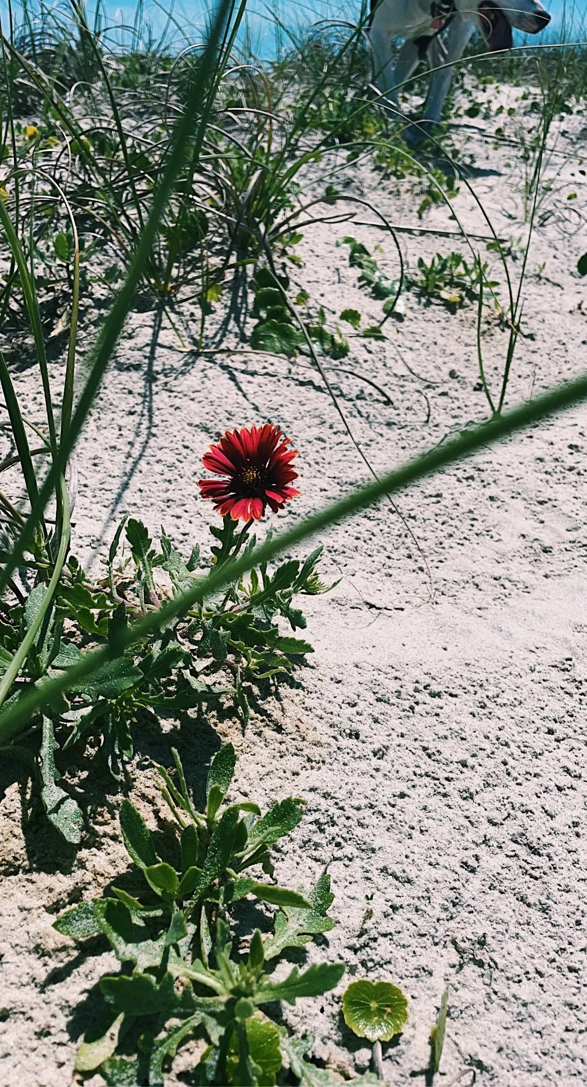 🧚‍♀️ OnlyFans header