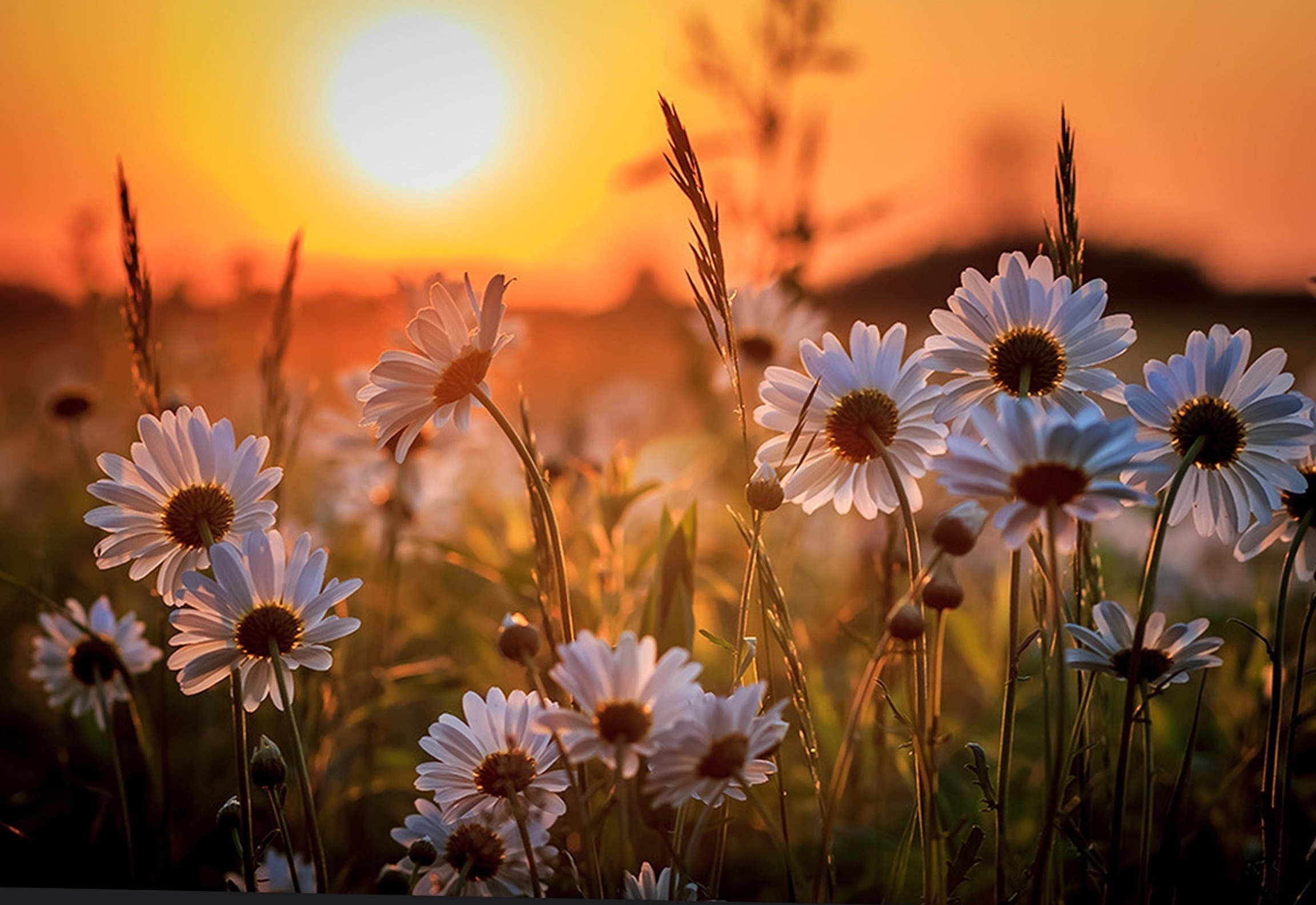 daisy OnlyFans header