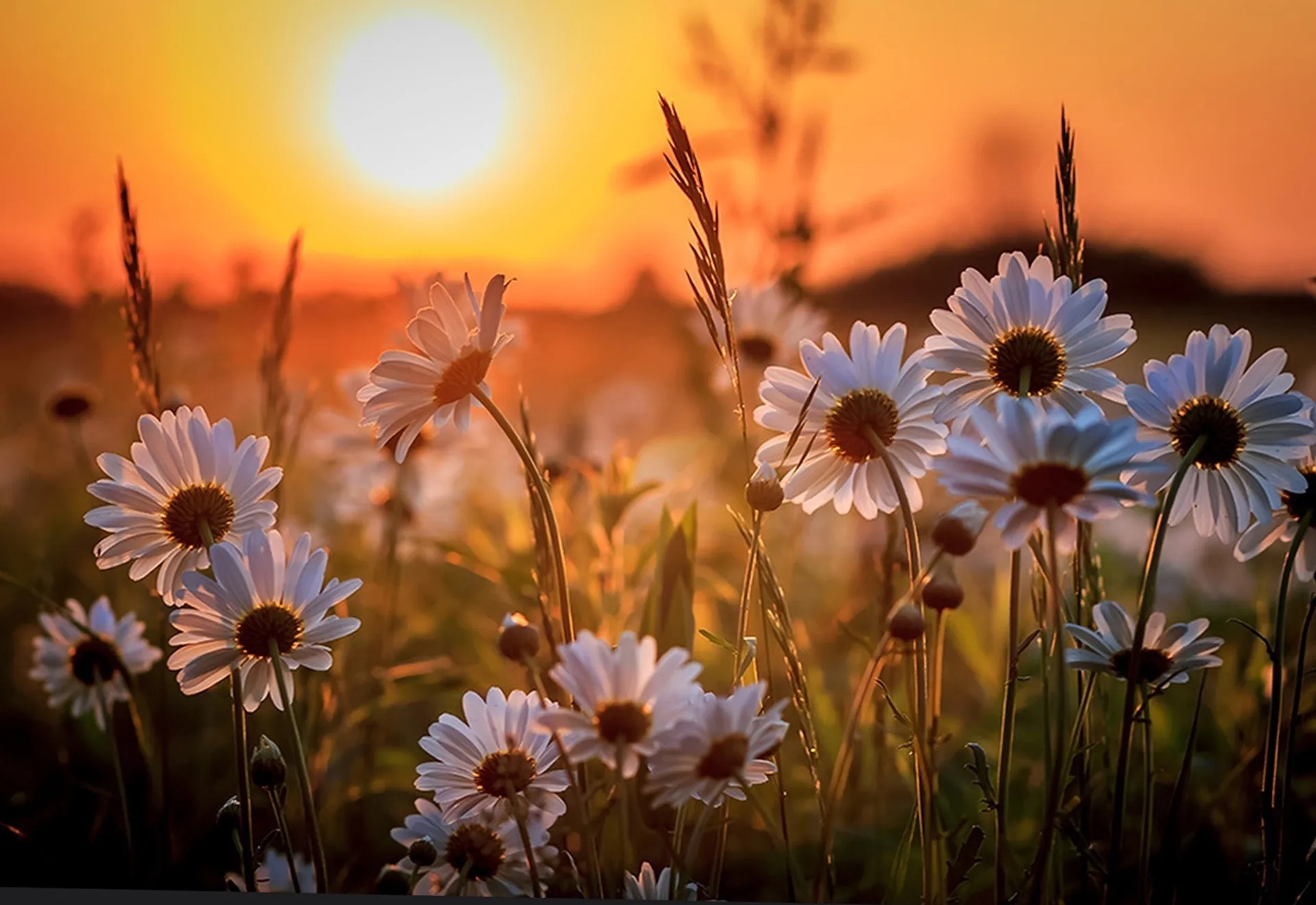 daisy OnlyFans header