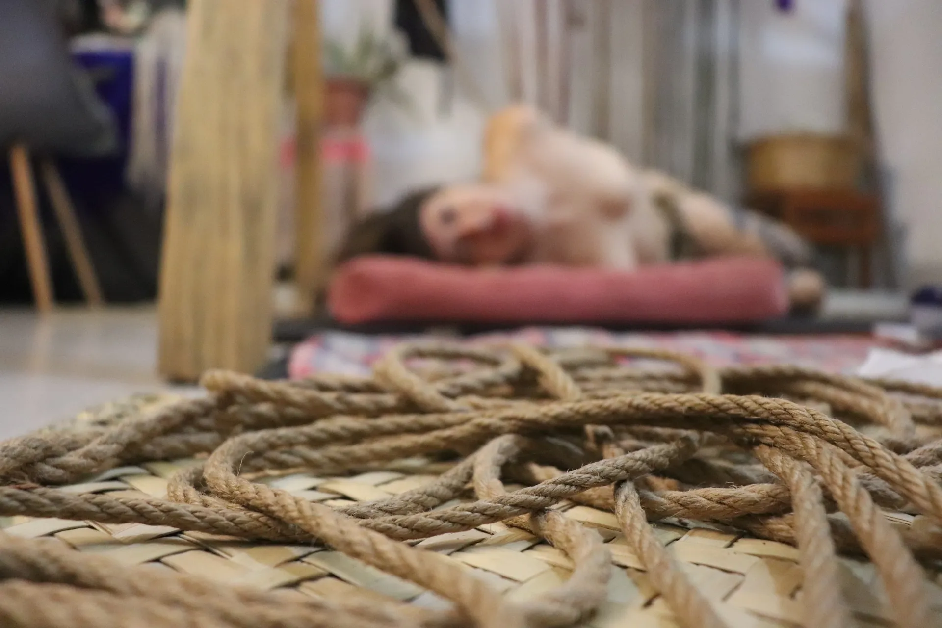 Fiera del Cosmos OnlyFans header