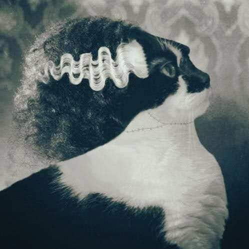 ChubbyBunny OnlyFans header