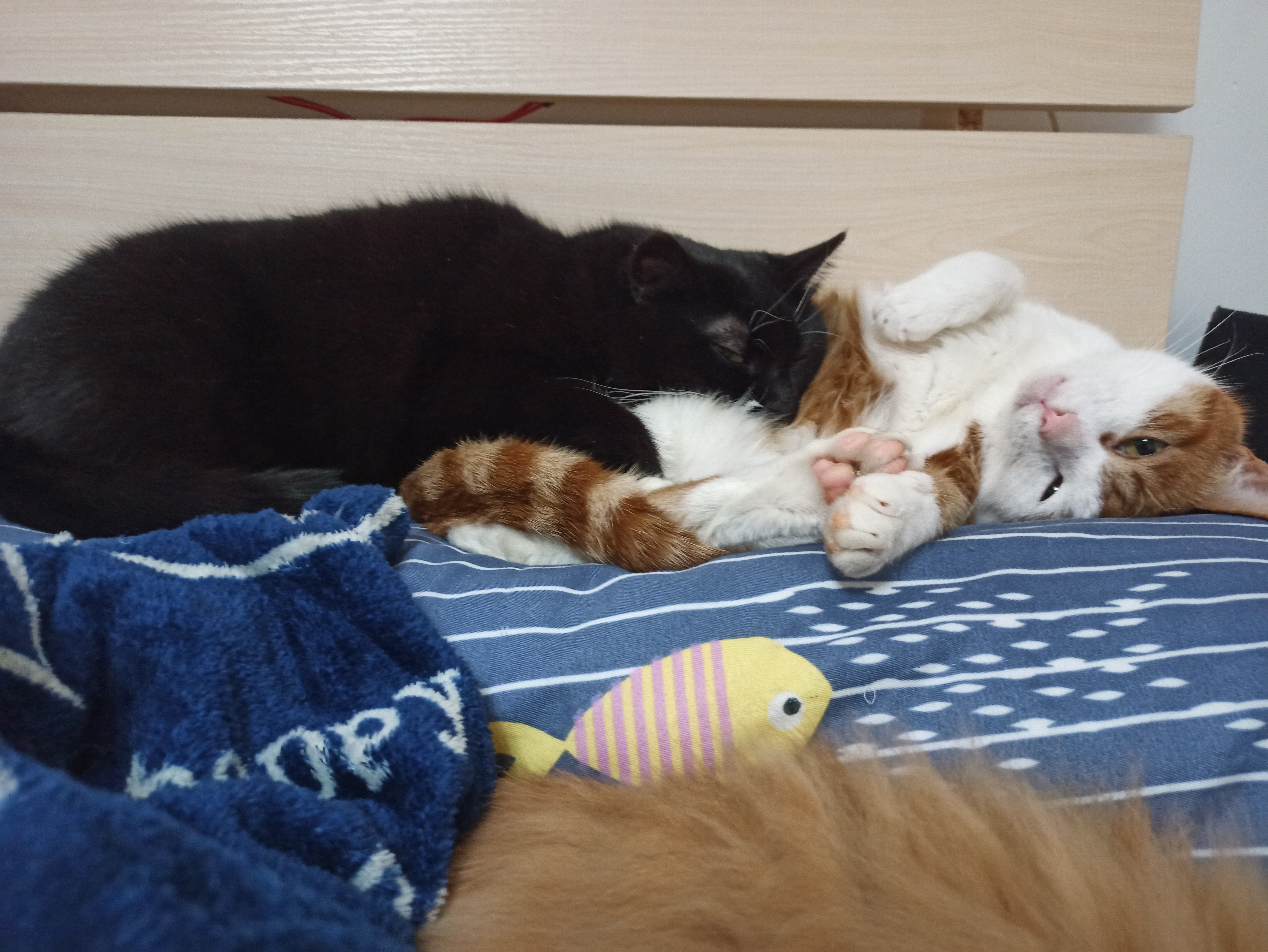 fify OnlyFans header