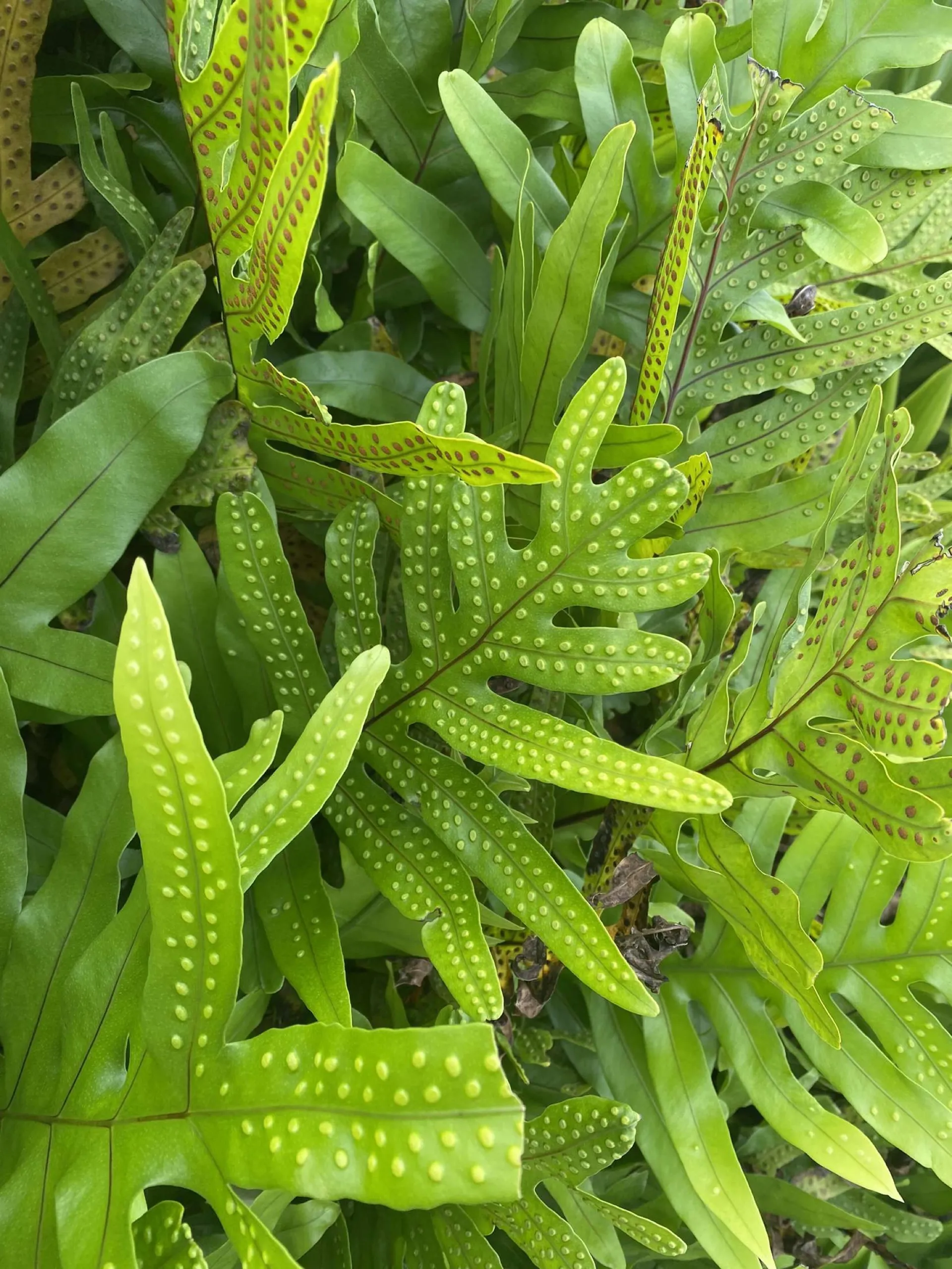 Miss Matti OnlyFans header