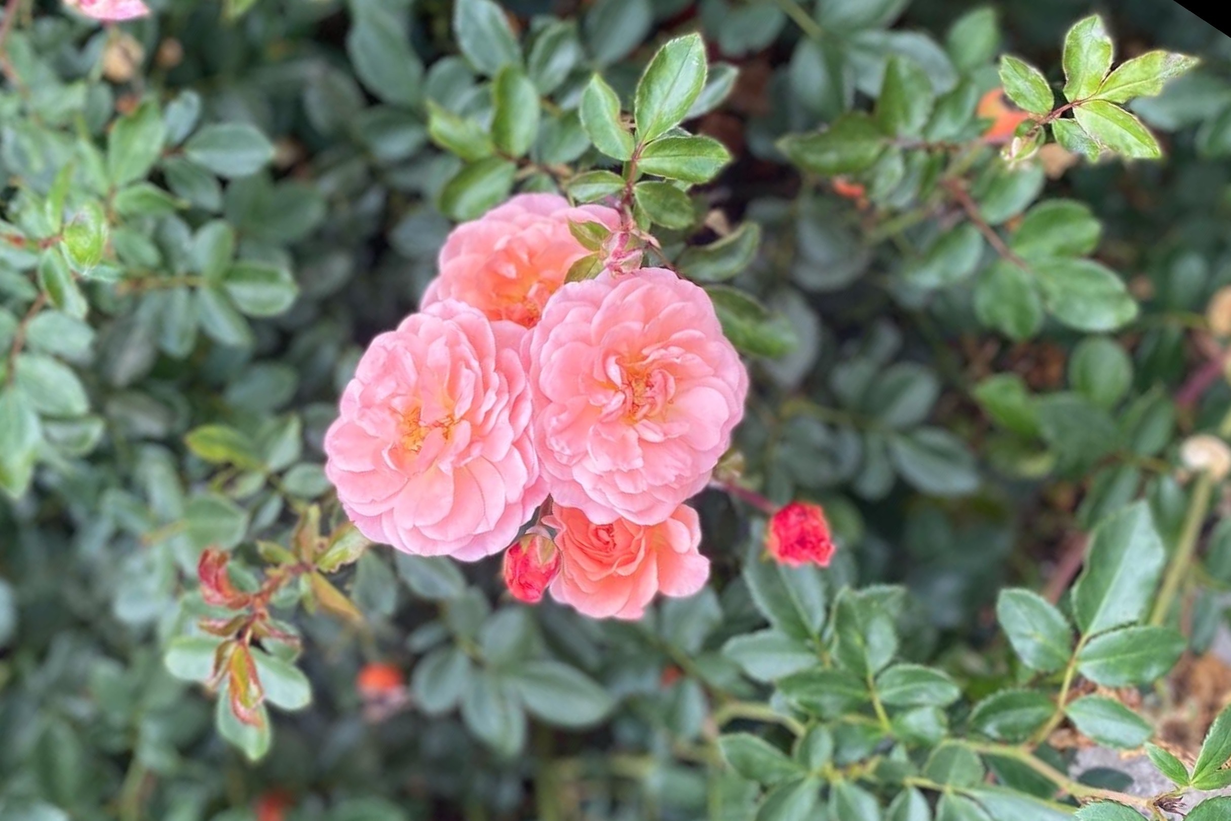 Lily Renee💕🌸 OnlyFans header