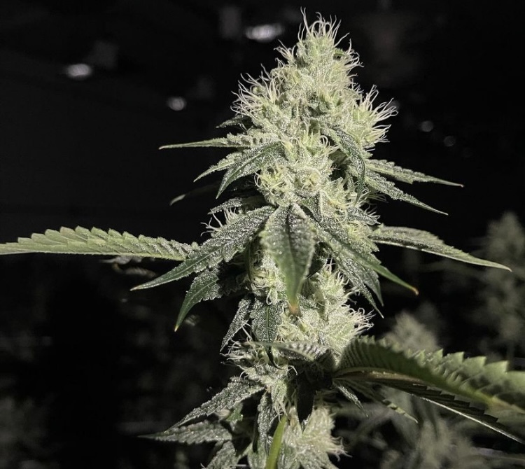 Lemon Drop OnlyFans header