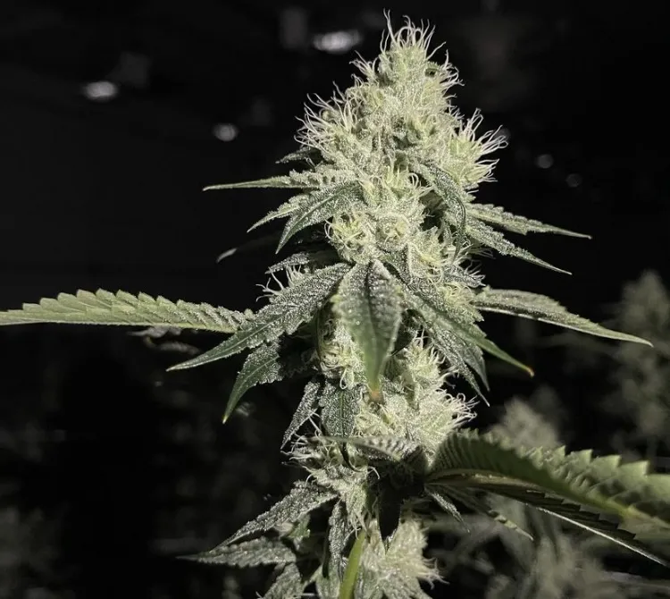 Lemon Drop OnlyFans header