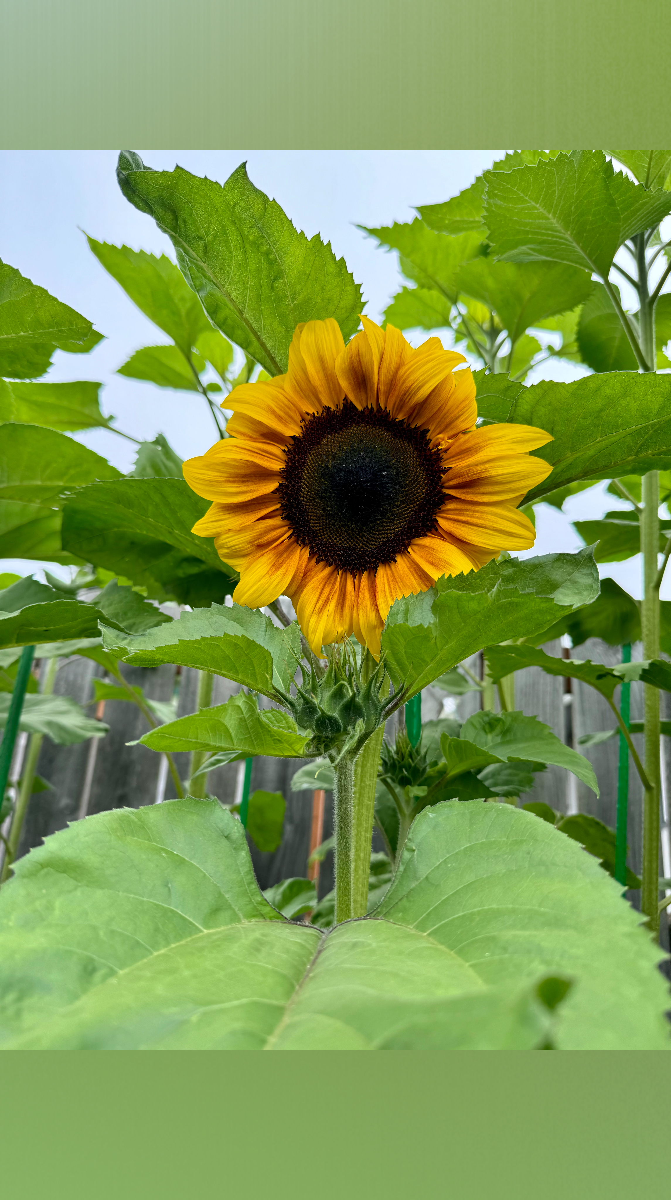 Rupunzel 🍄‍🟫🌾 OnlyFans header