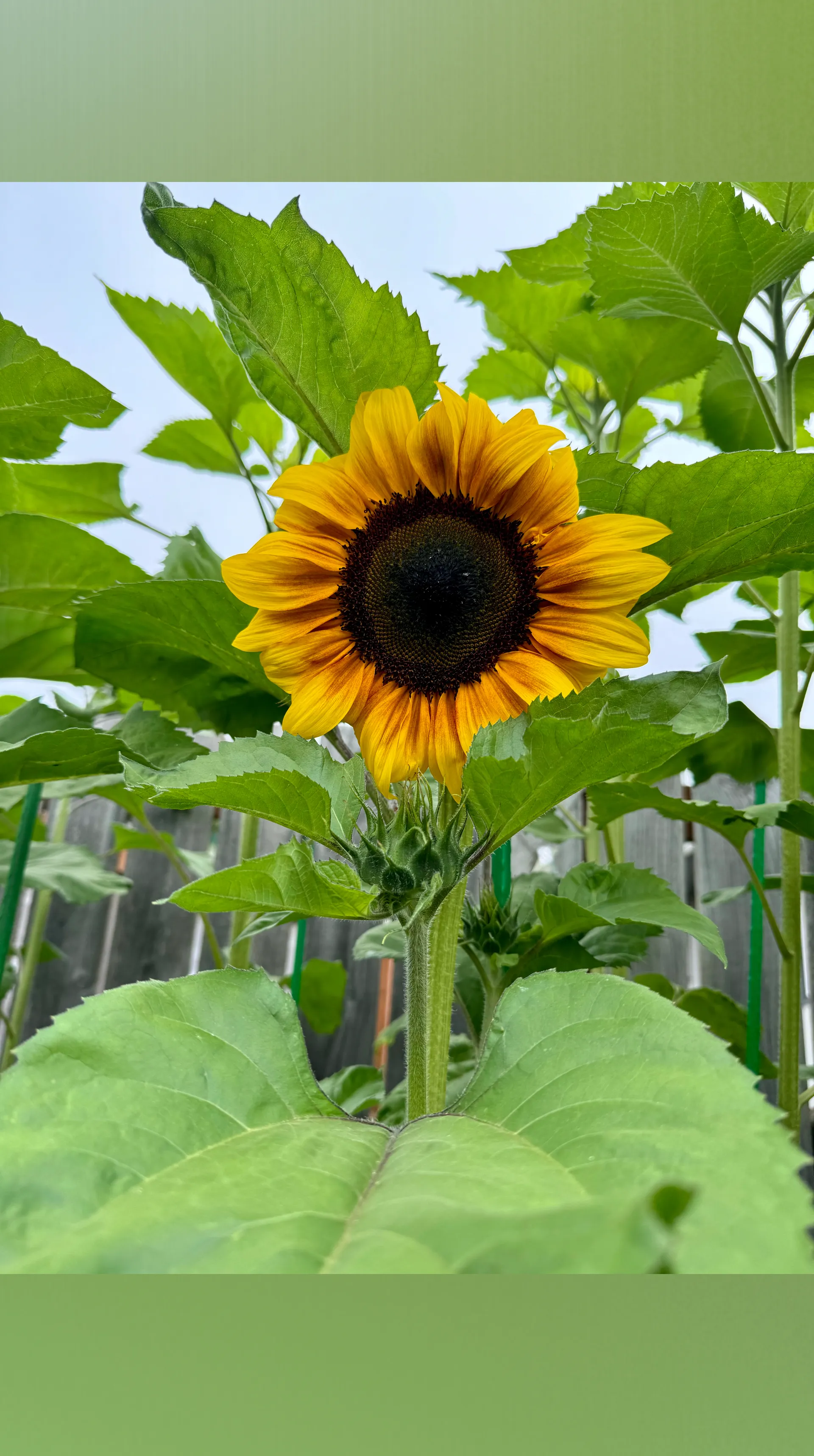 Rupunzel 🍄‍🟫🌾 OnlyFans header