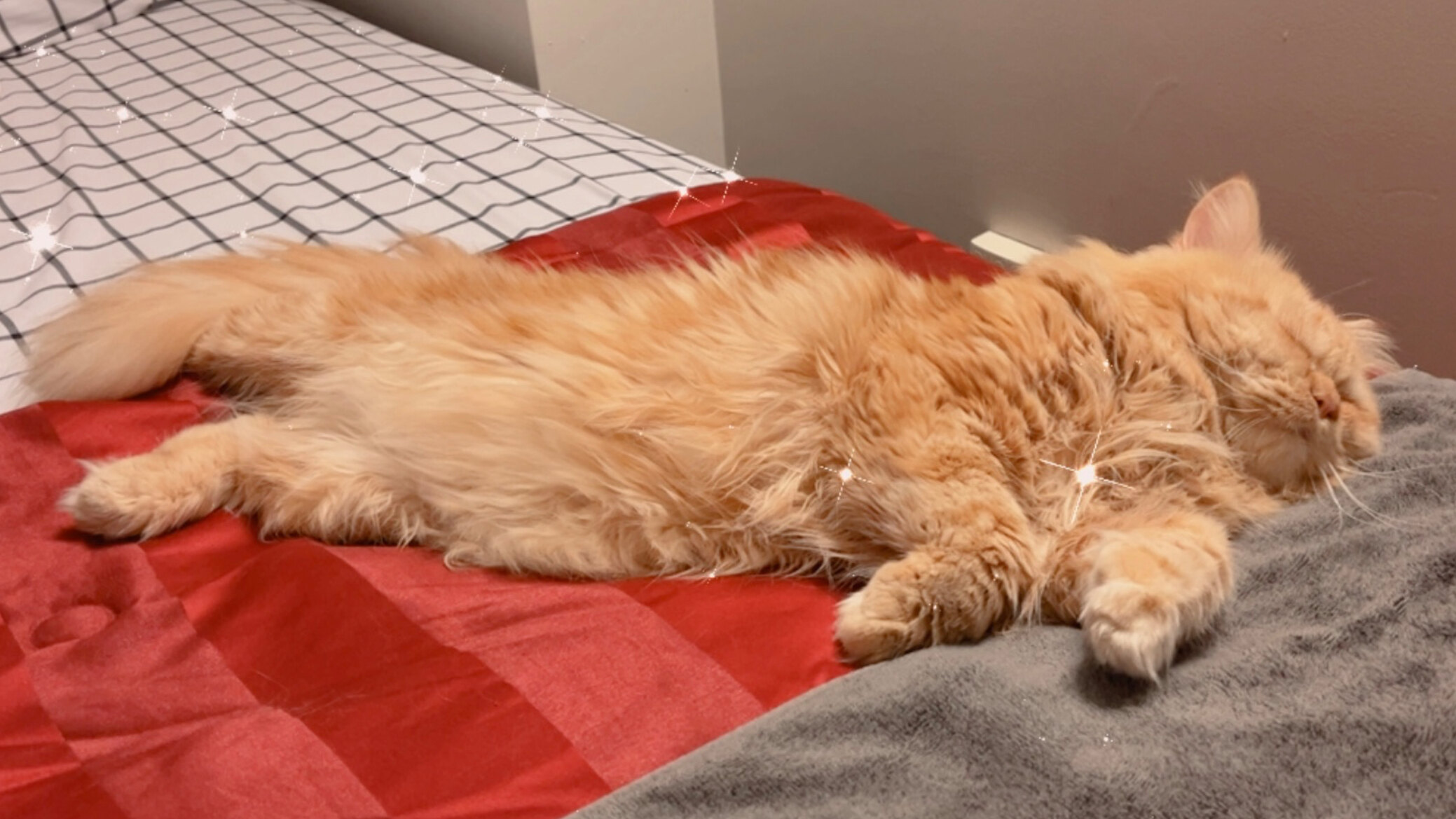 Finn Rosewood OnlyFans header