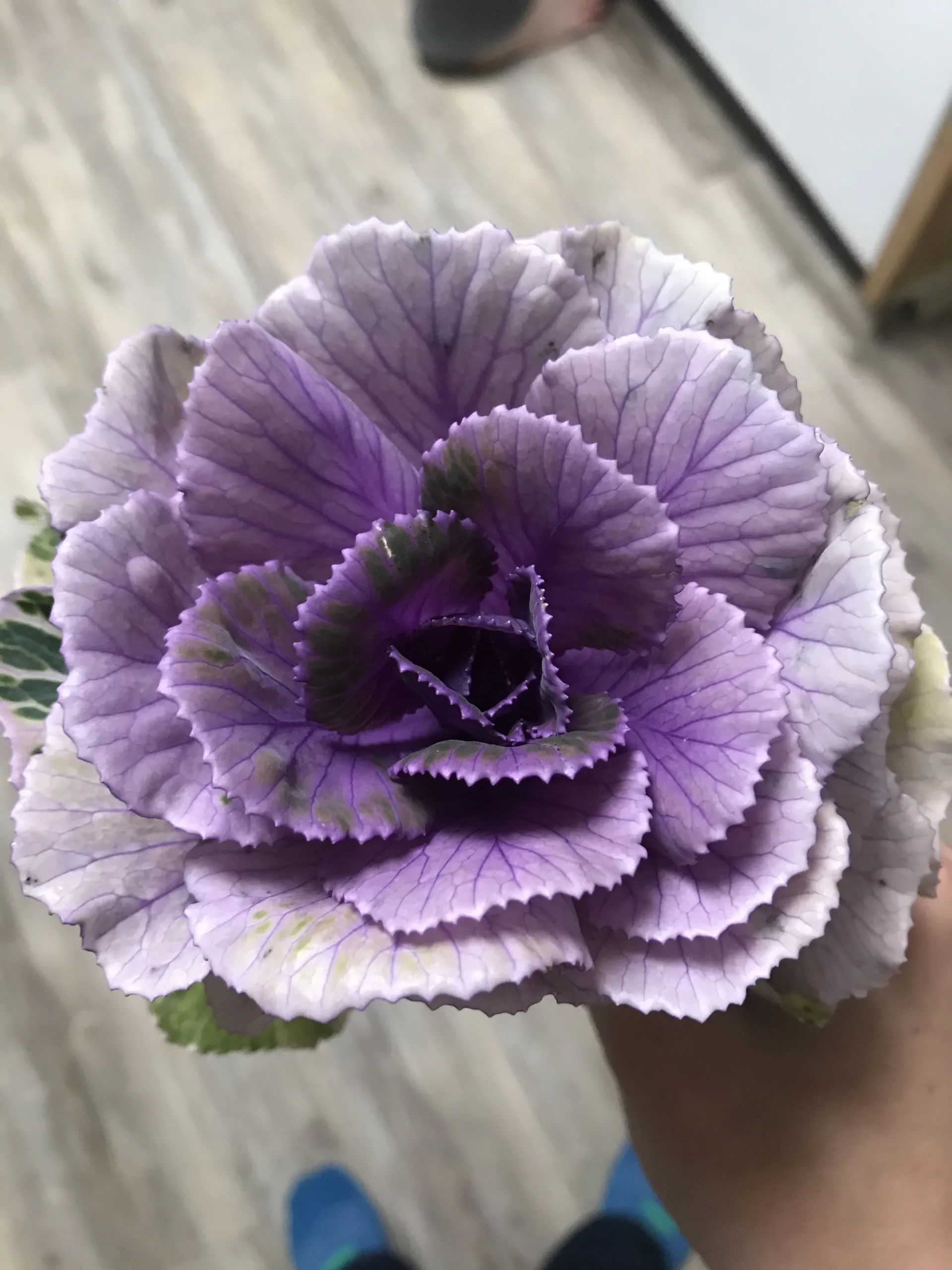 Fiona OnlyFans header