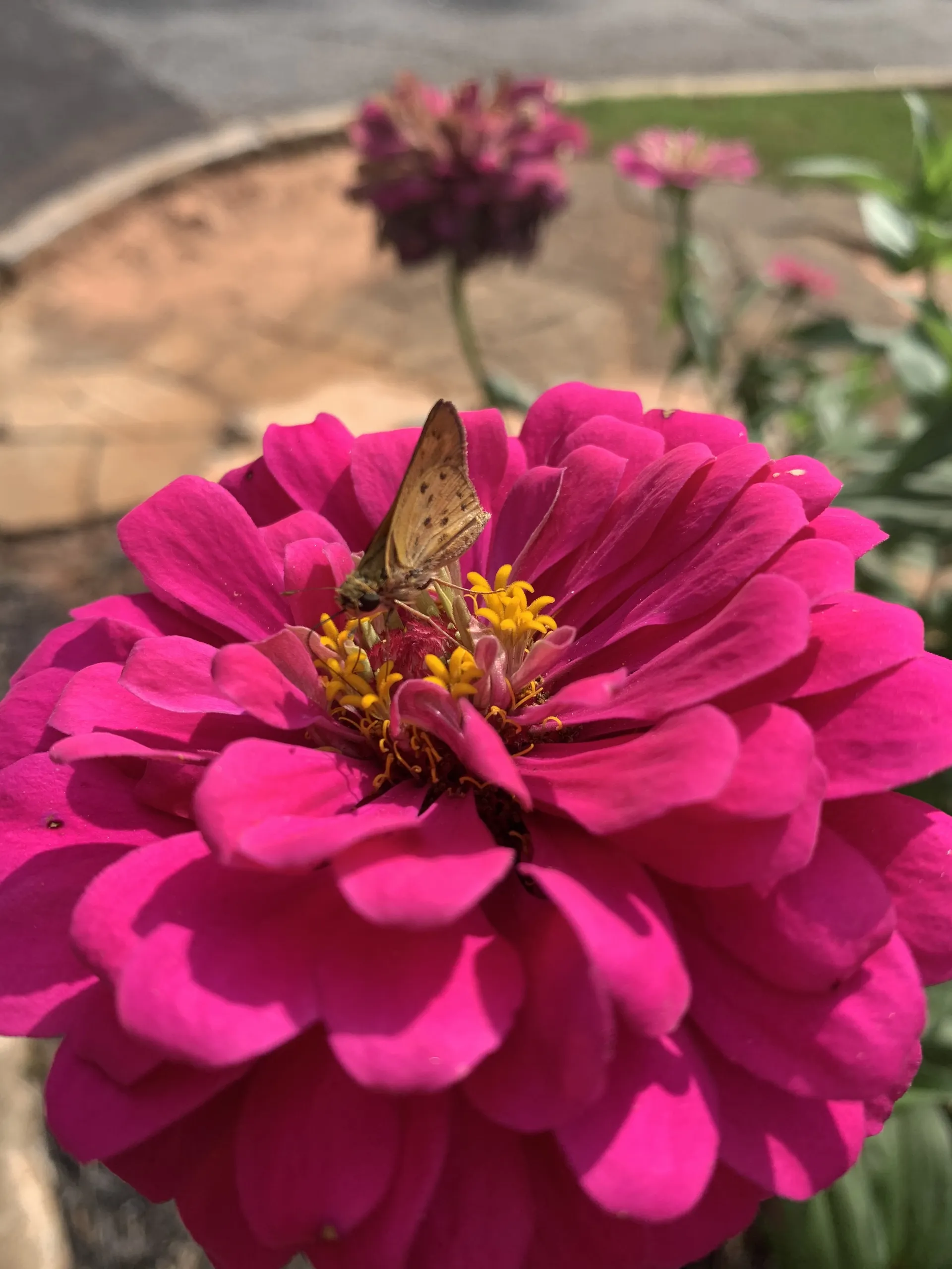 Fiona Hyacinth OnlyFans header