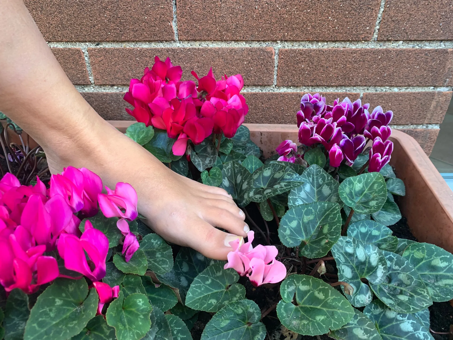 Fiora Asianto OnlyFans header