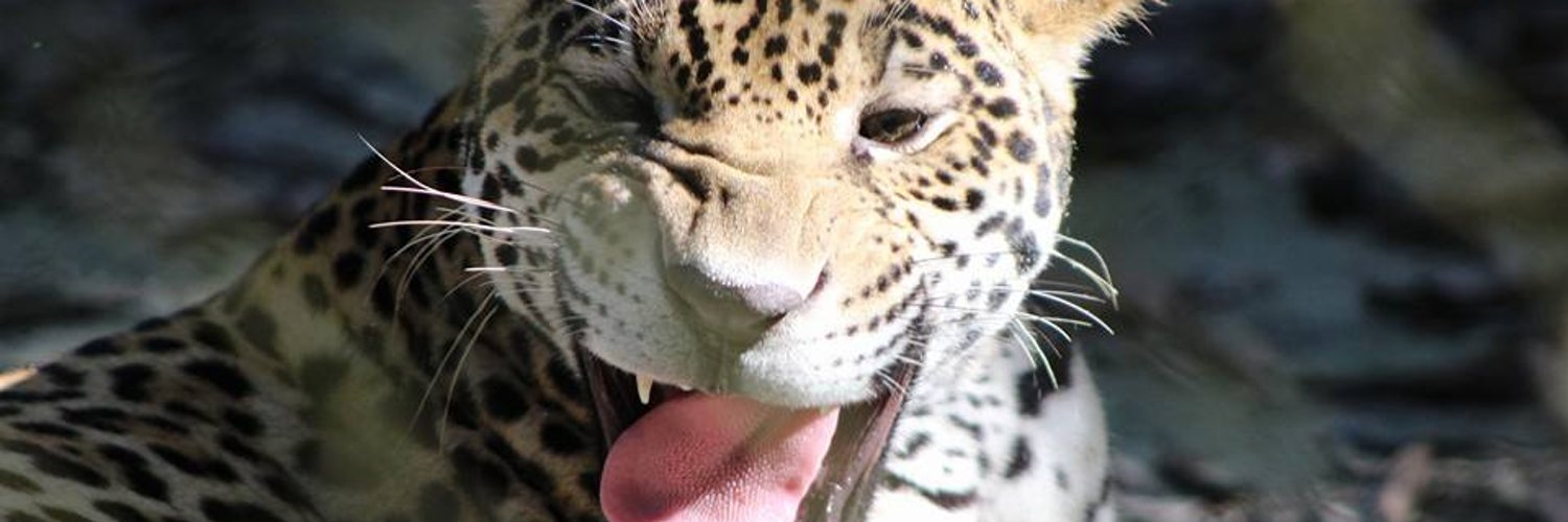 Fiorella Pasquel OnlyFans header