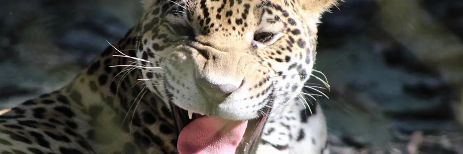 Fiorella Pasquel OnlyFans header