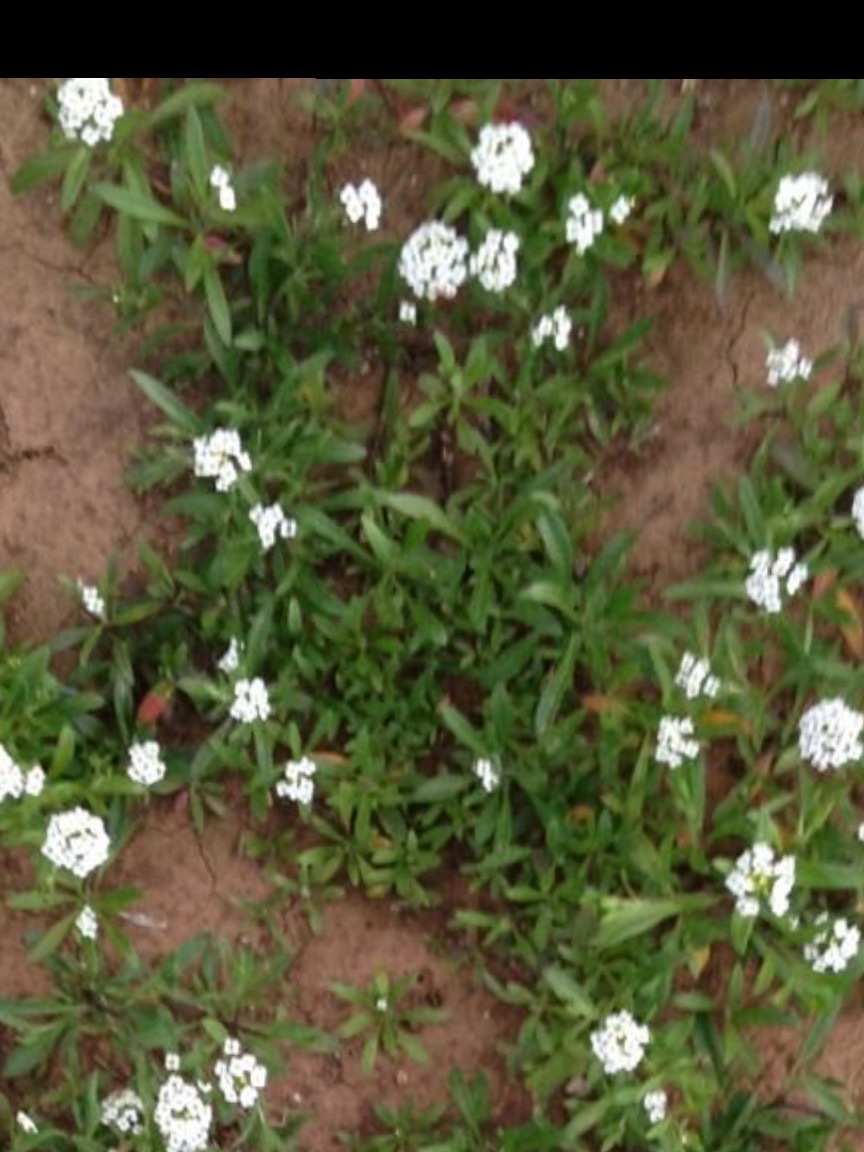 Fiori tra le dita OnlyFans header