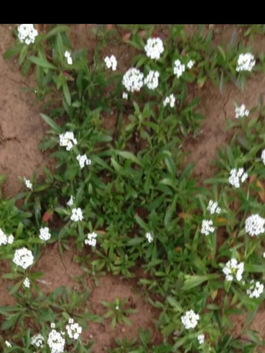 Fiori tra le dita OnlyFans header