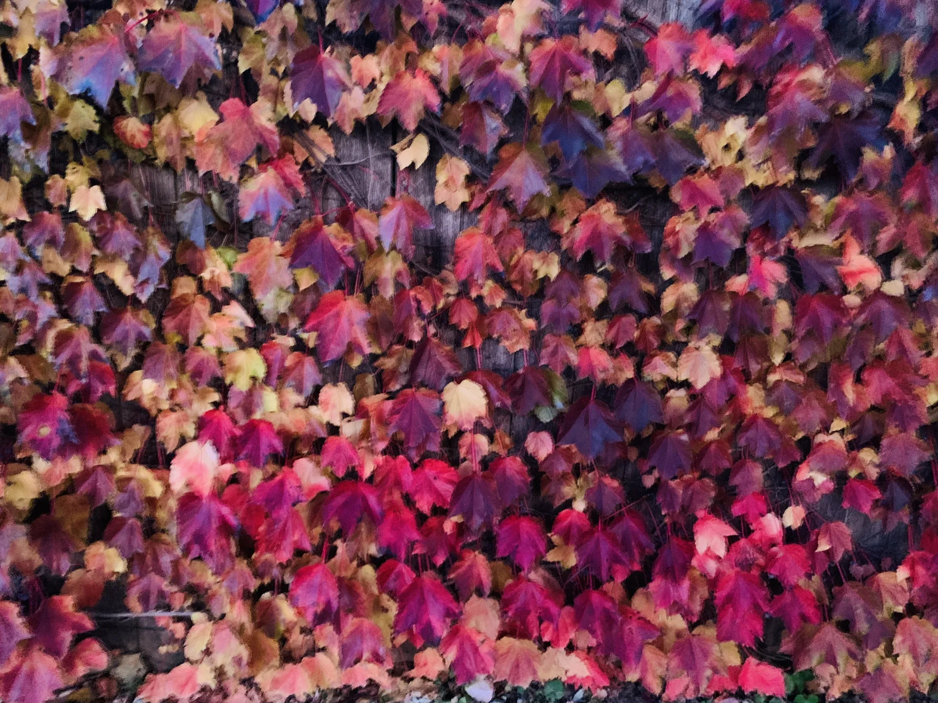 Fire_Tiger OnlyFans header