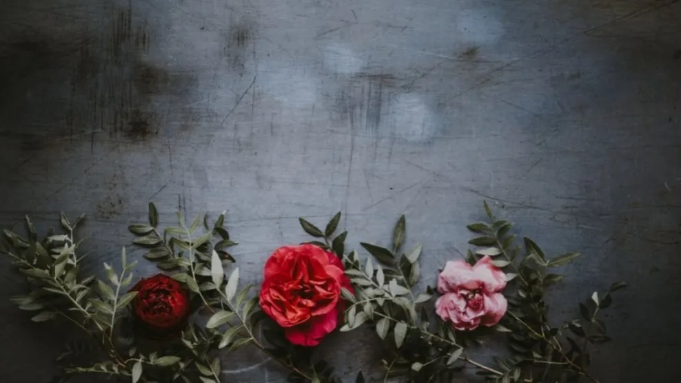 Firefly OnlyFans header