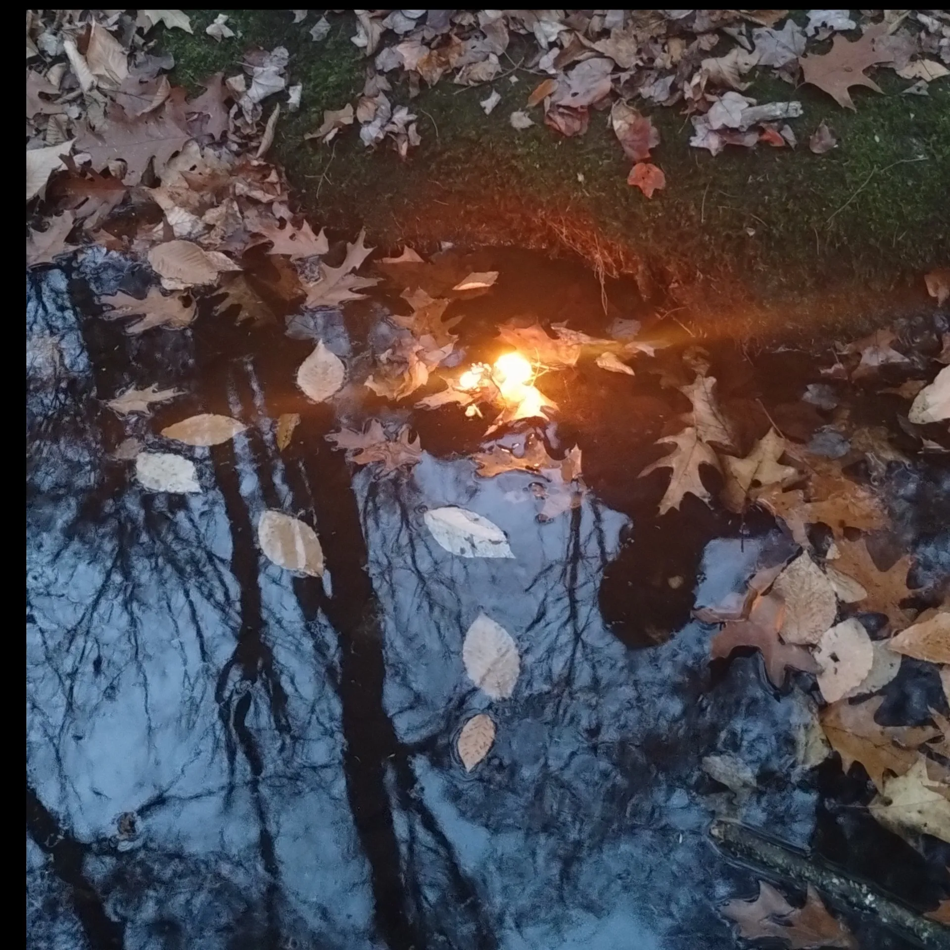 Flicker OnlyFans header