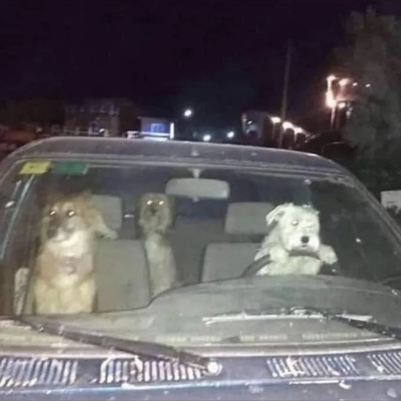 Shin-Dull OnlyFans header