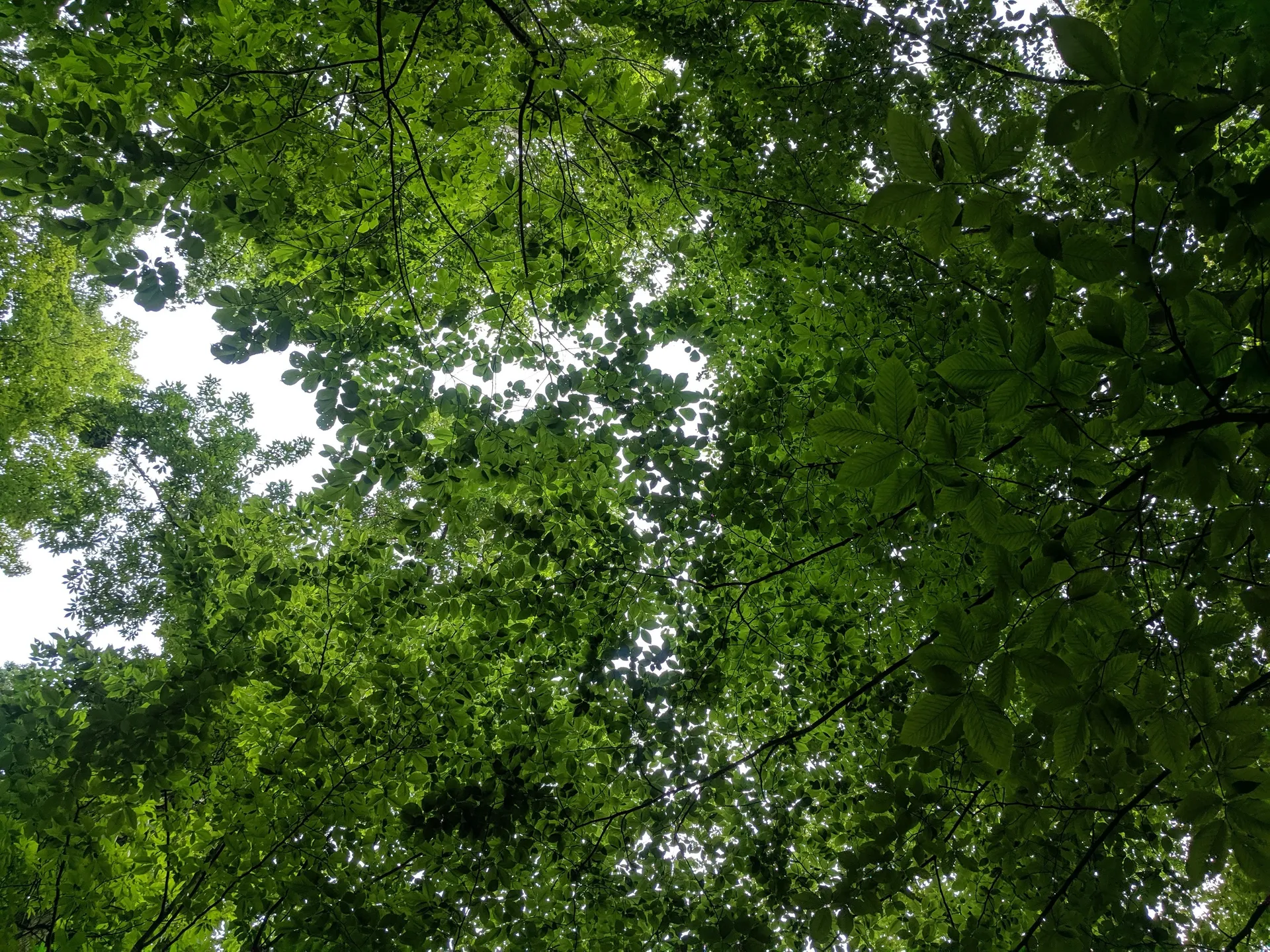 Lizzy Rose OnlyFans header