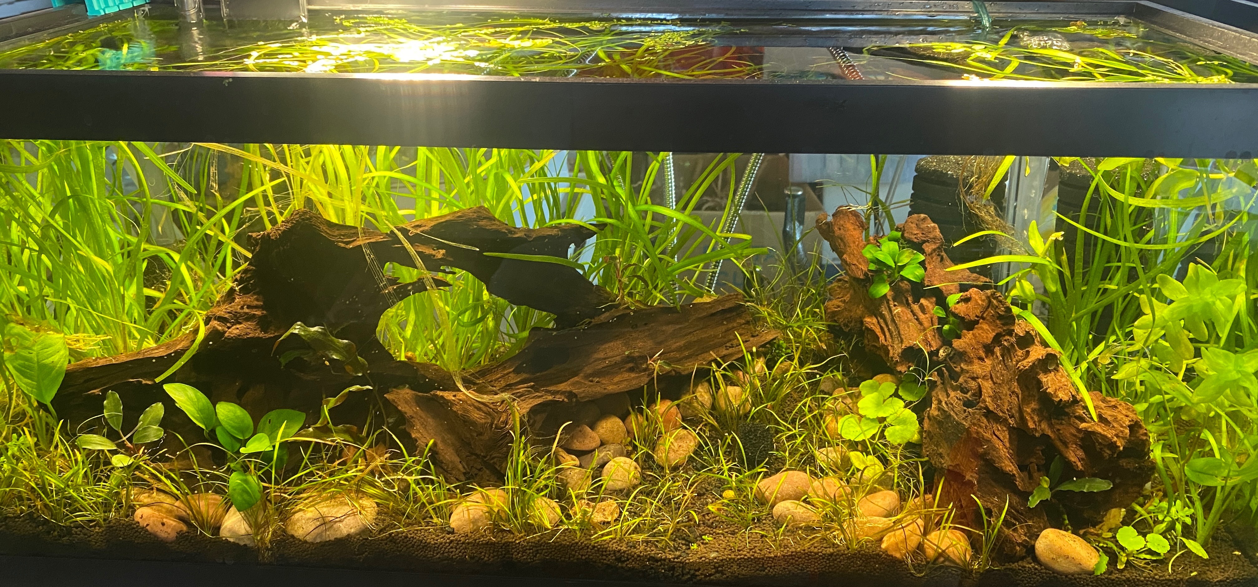 Betty OnlyFans header