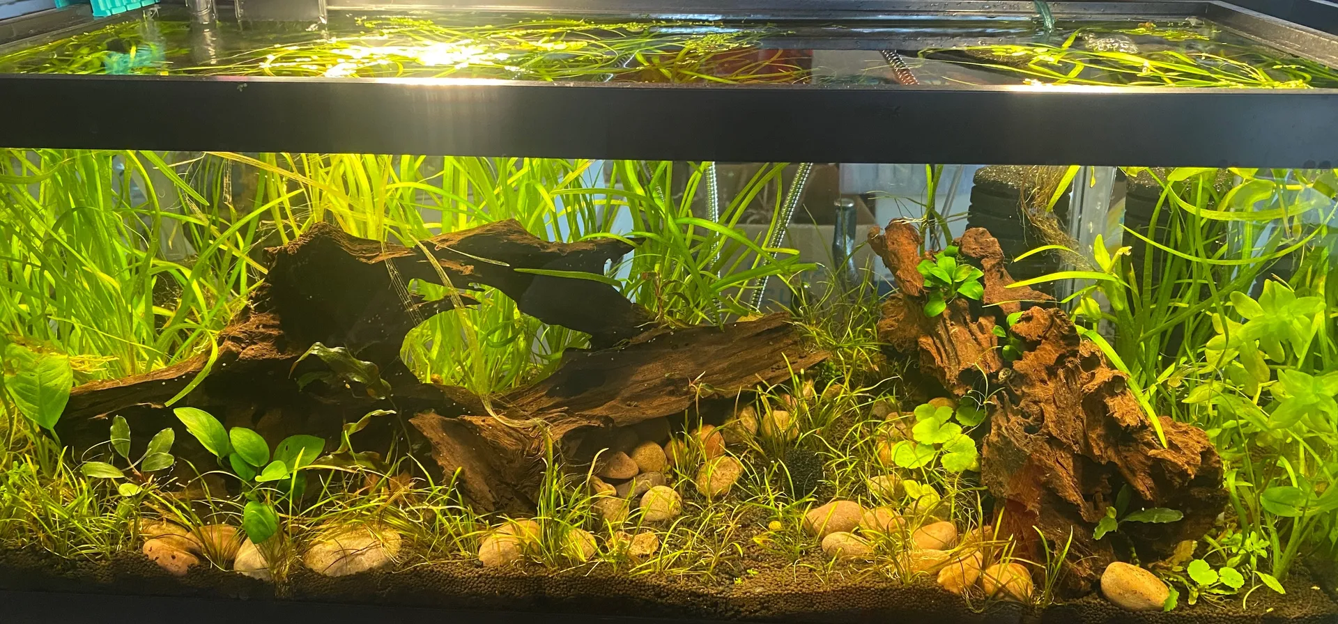 Betty OnlyFans header