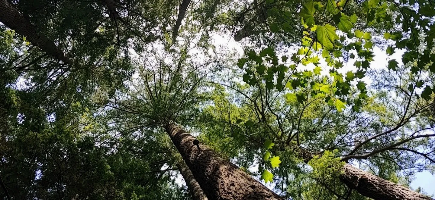 FishesGoMoo2 OnlyFans header