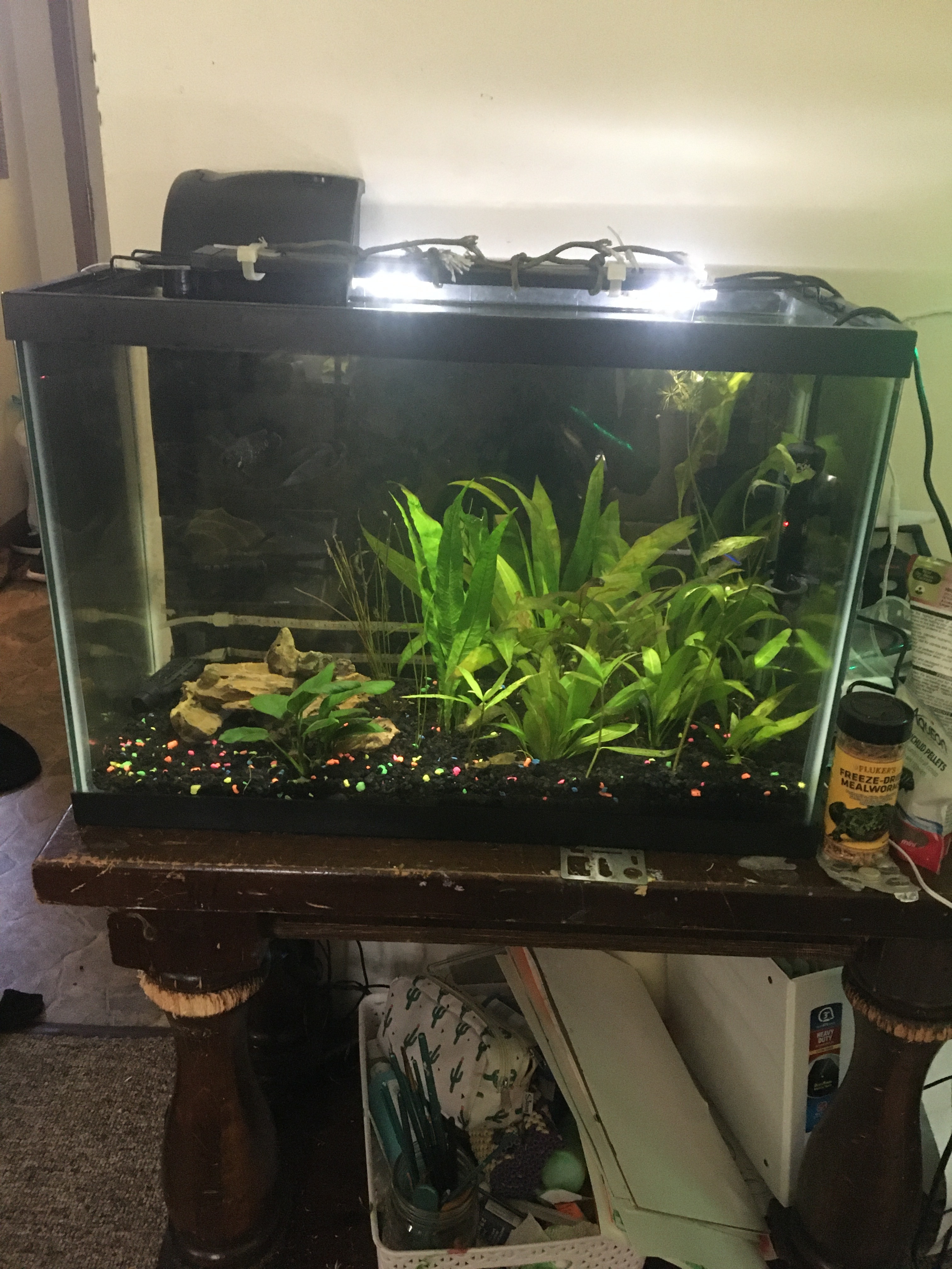 Linguae OnlyFans header