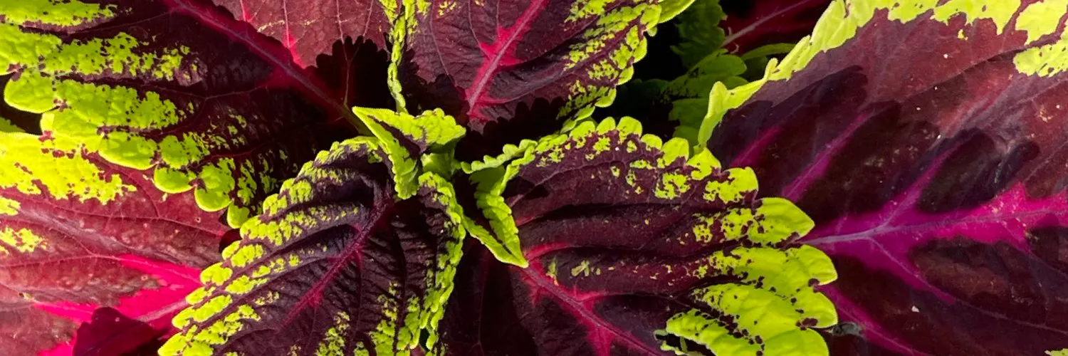 648 ✨ OnlyFans header