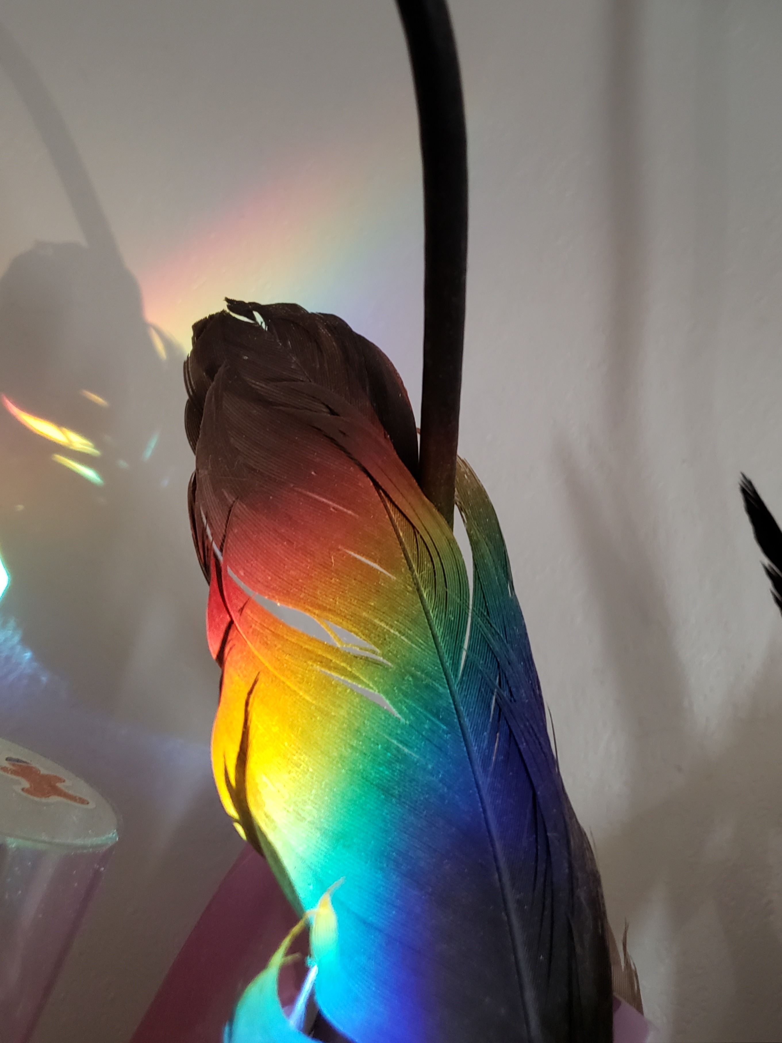 Paula OnlyFans header