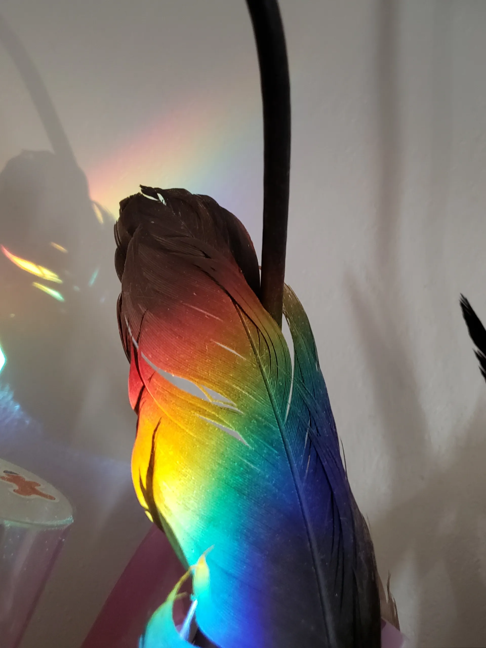 Paula OnlyFans header