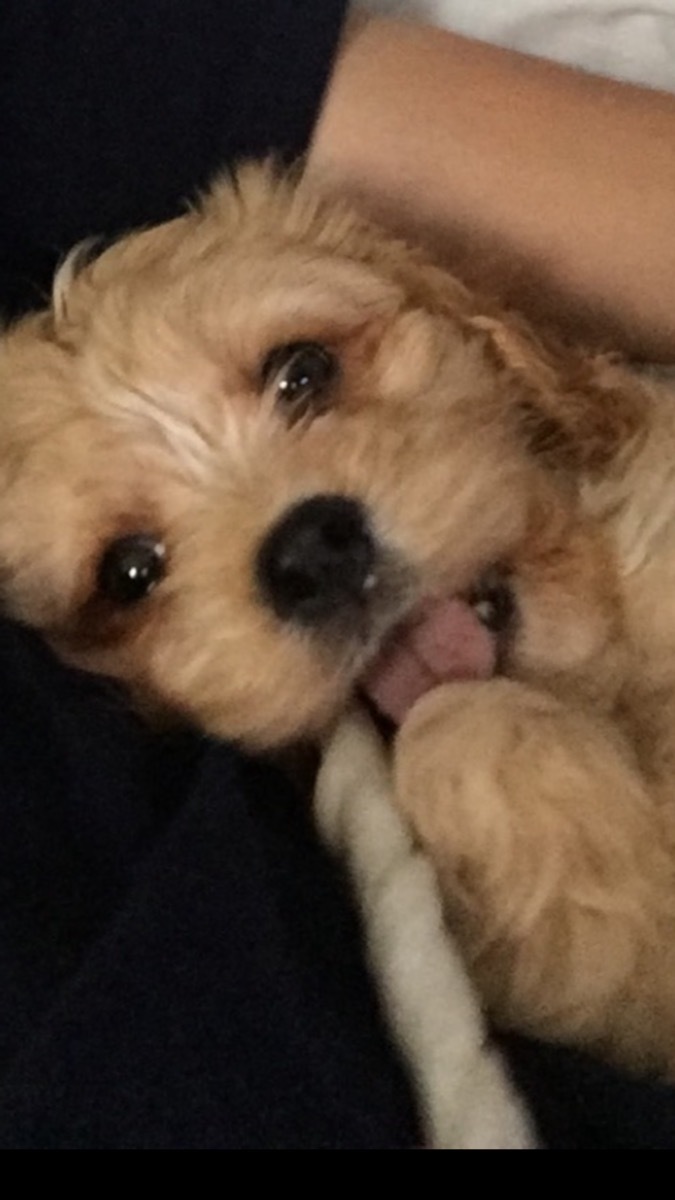 Foany OnlyFans header