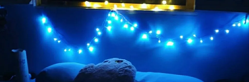 Fofols OnlyFans header