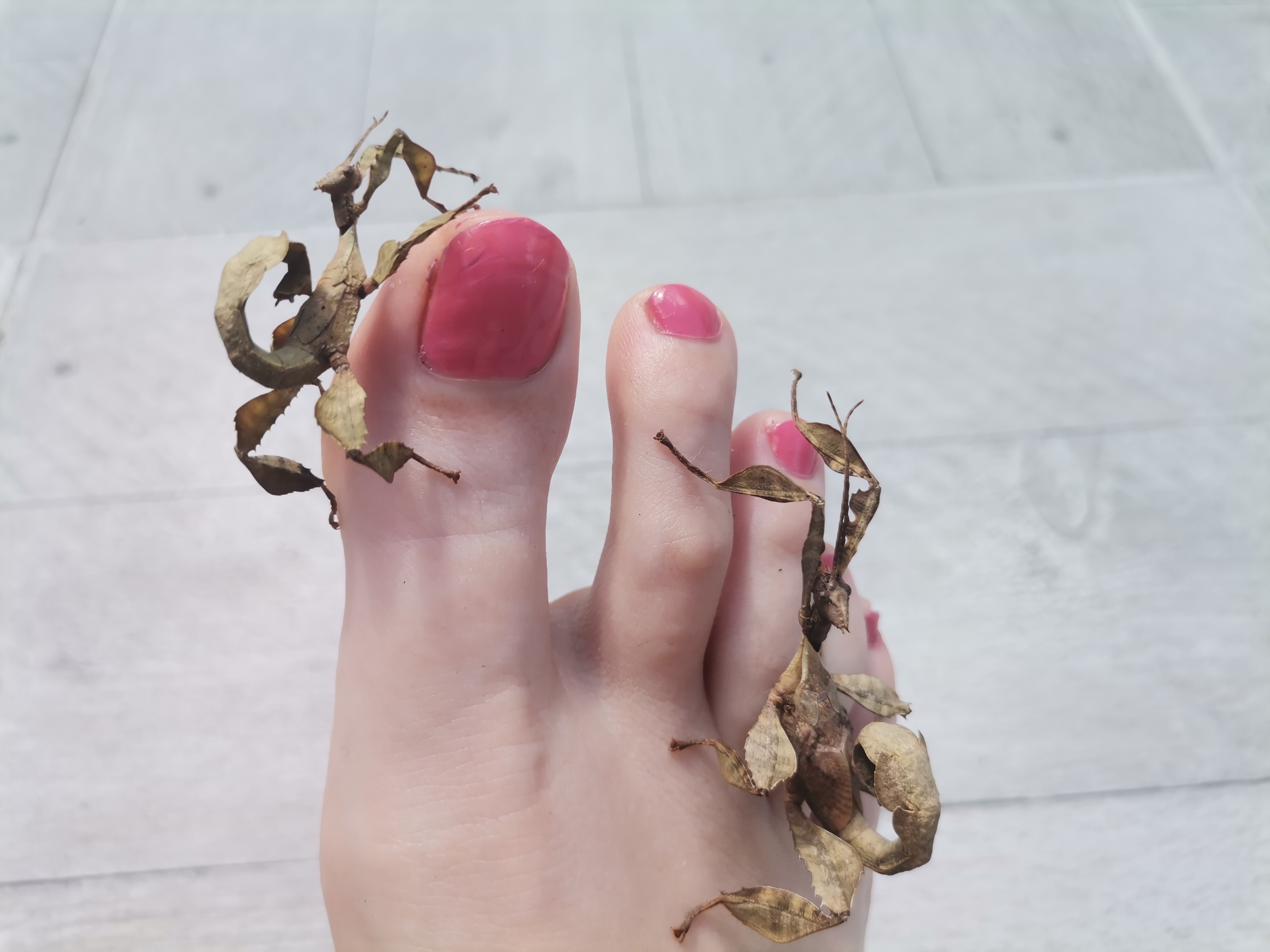 Sexgirl🐍 OnlyFans