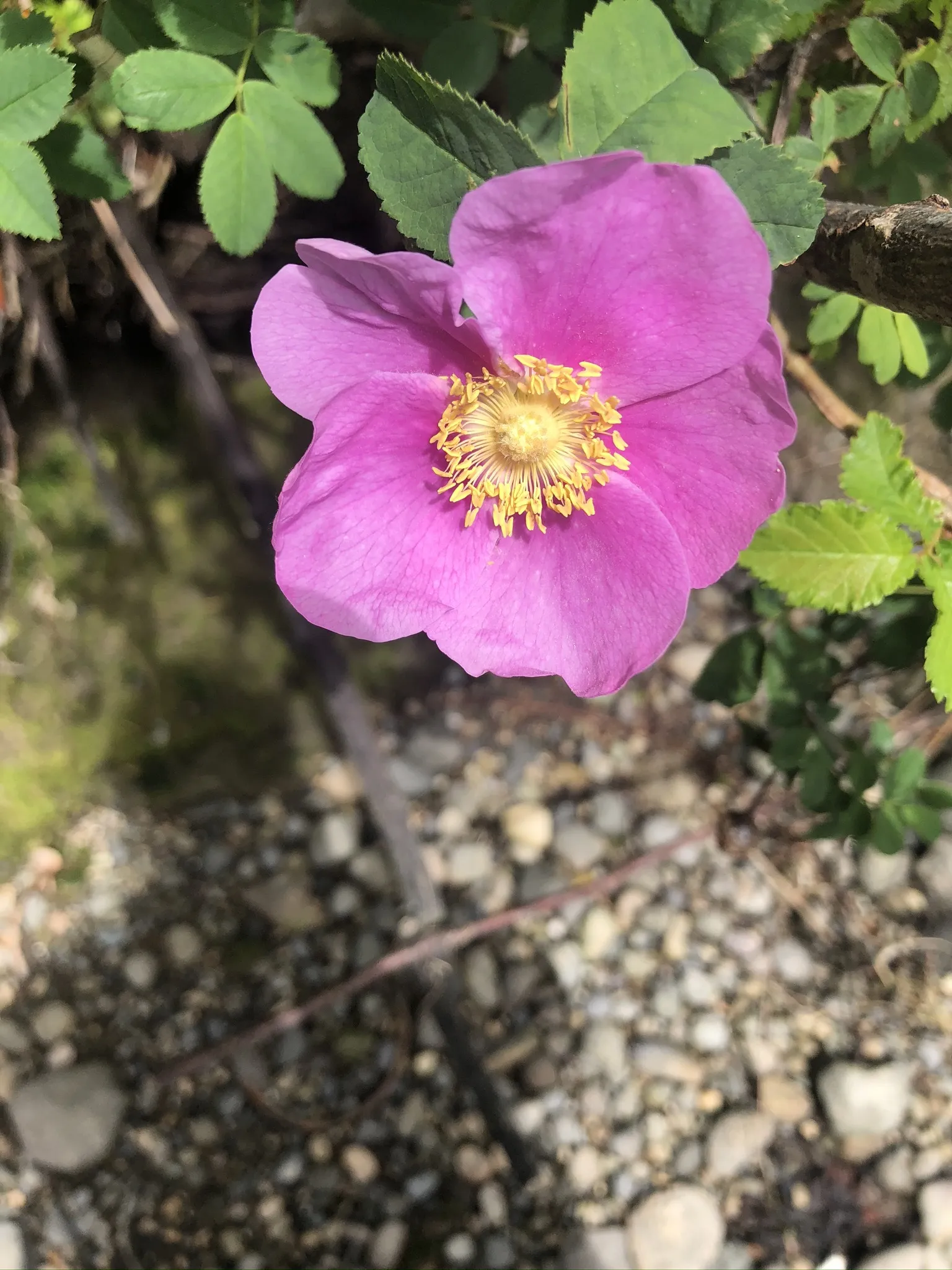 Your foot fairy OnlyFans header