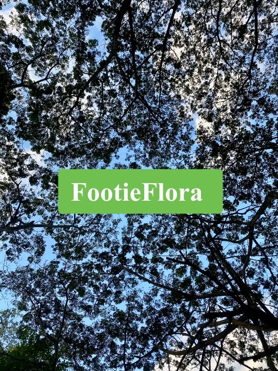 Flora OnlyFans header