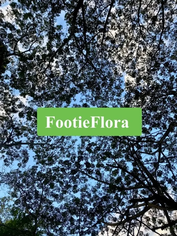Flora OnlyFans header