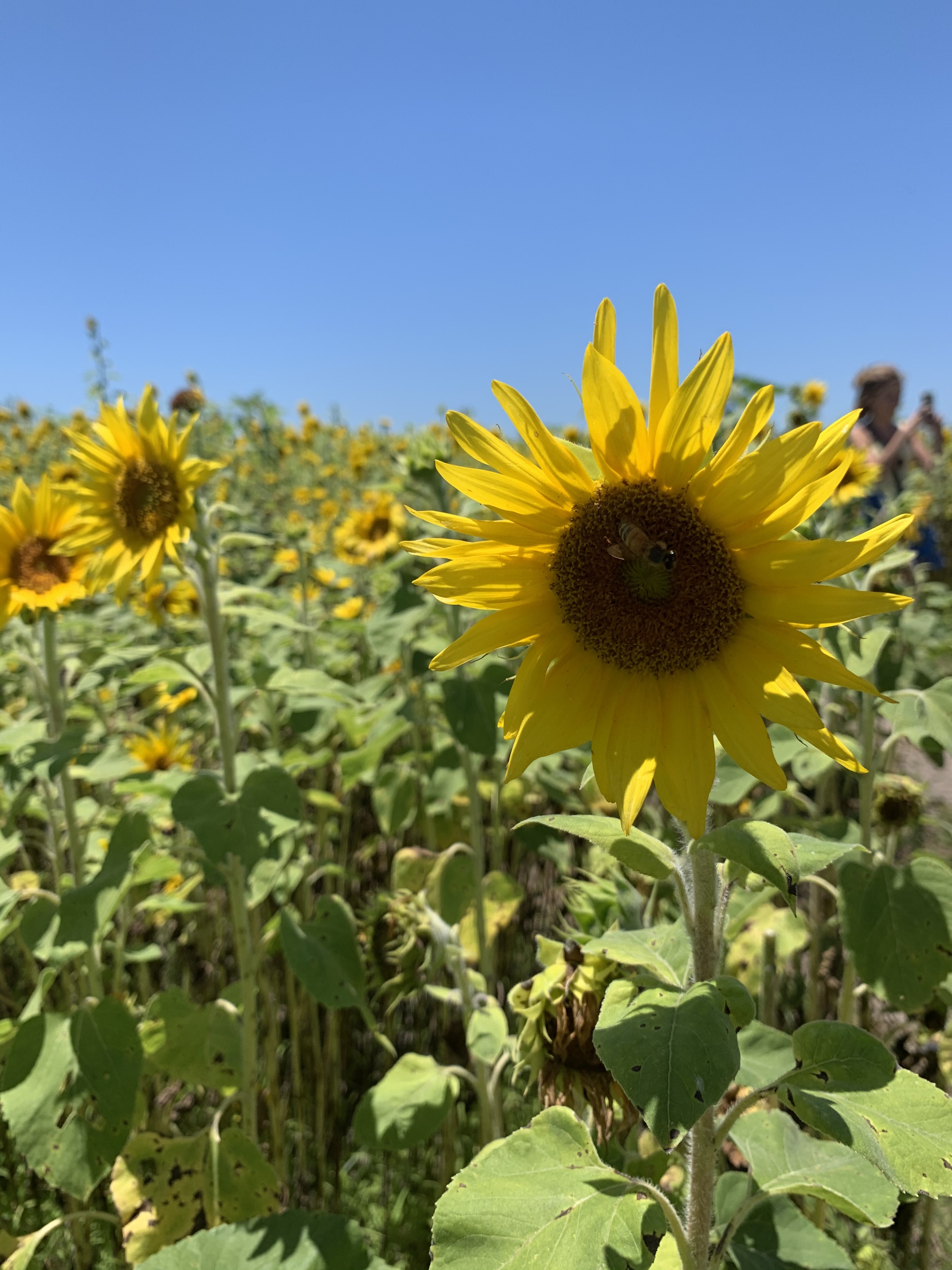 Footsieforeplay OnlyFans header