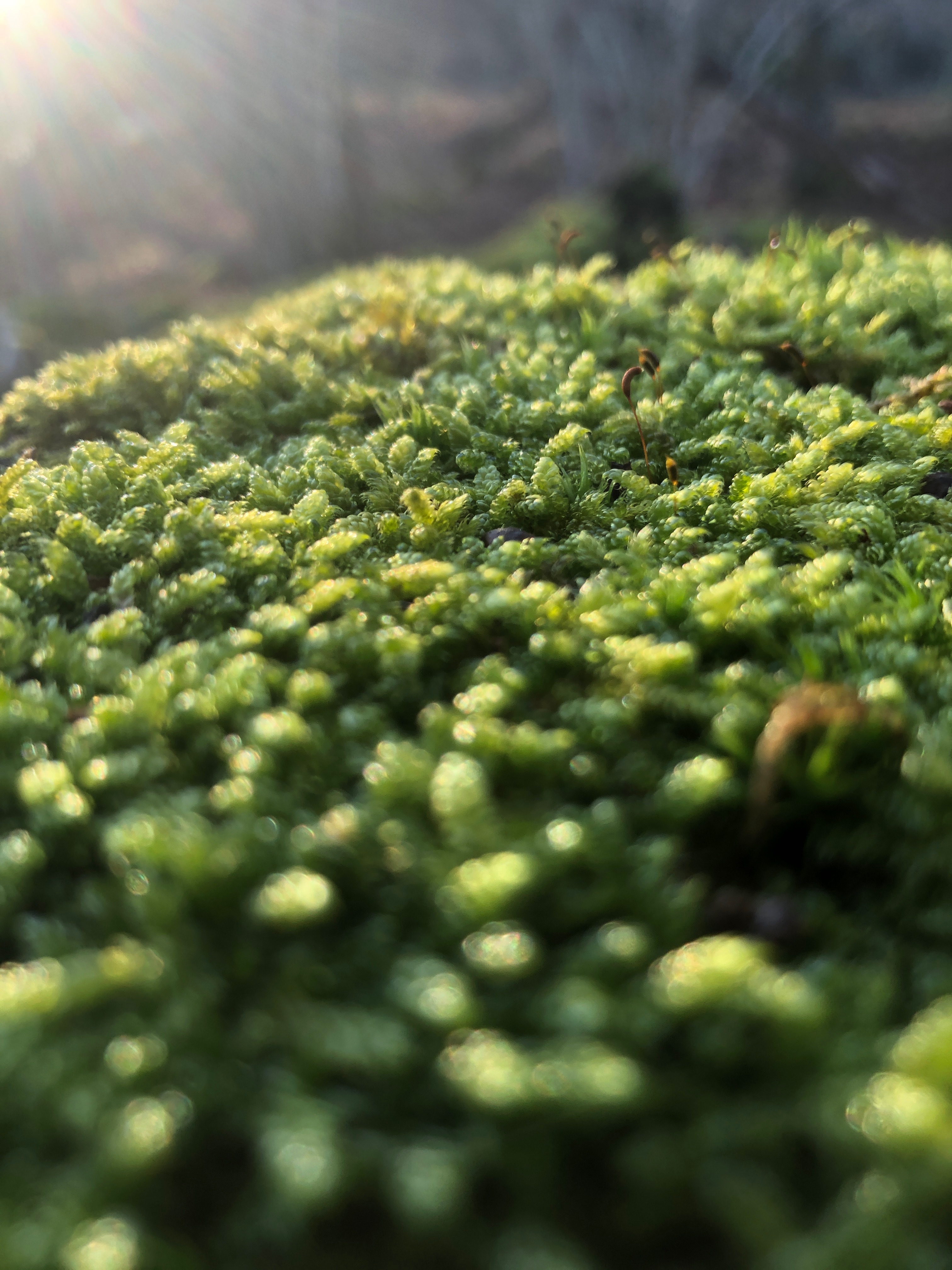 Foottpiccs OnlyFans header