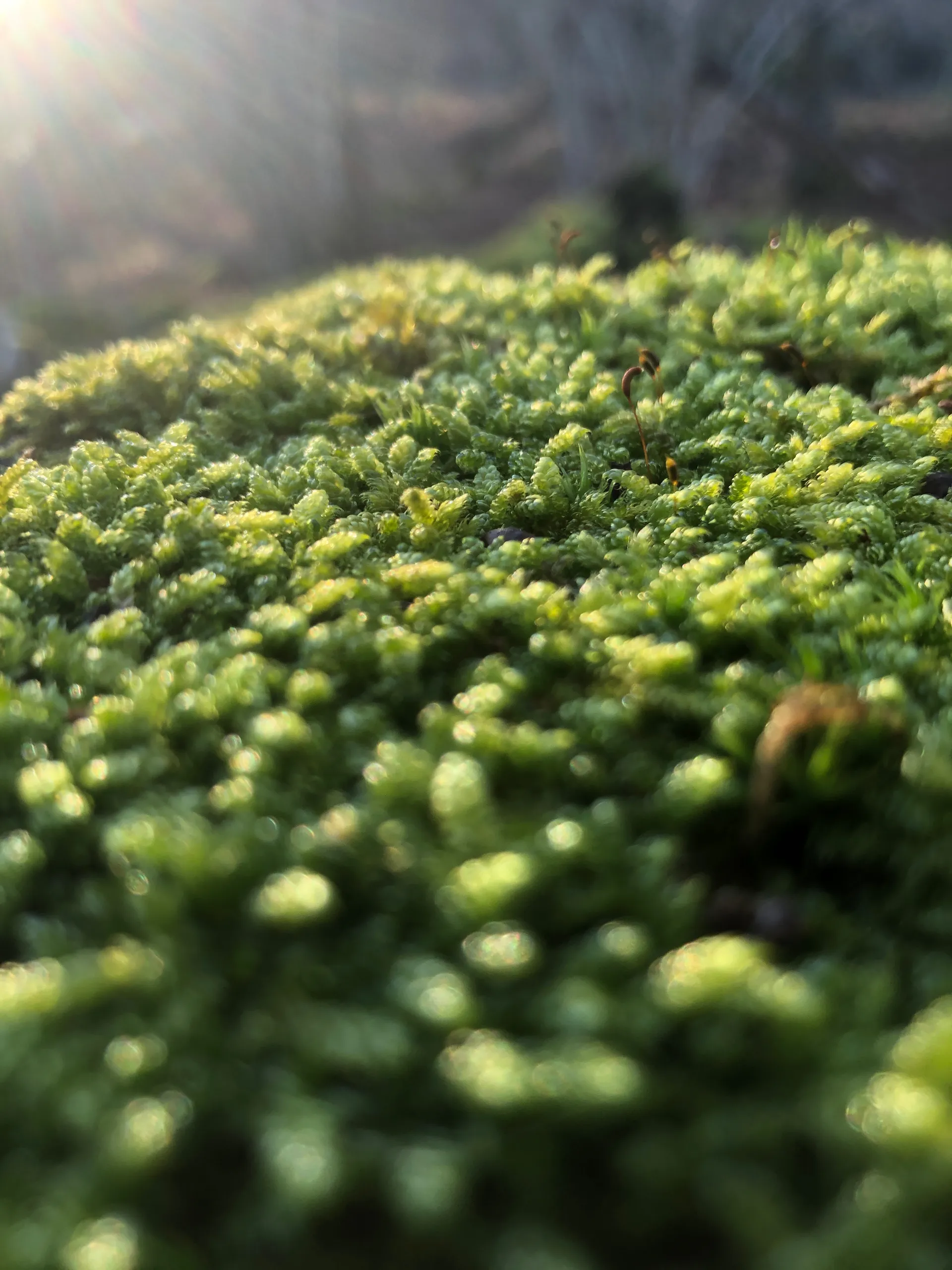 Foottpiccs OnlyFans header