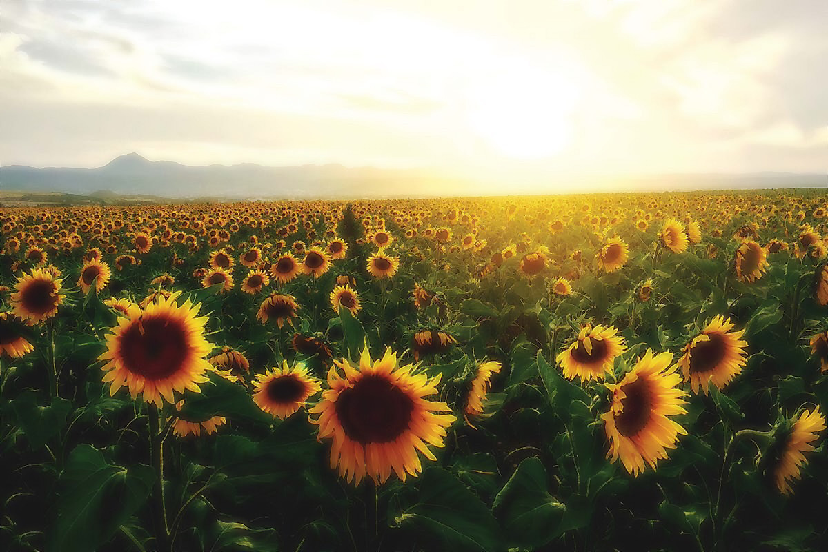 Sunflower OnlyFans header