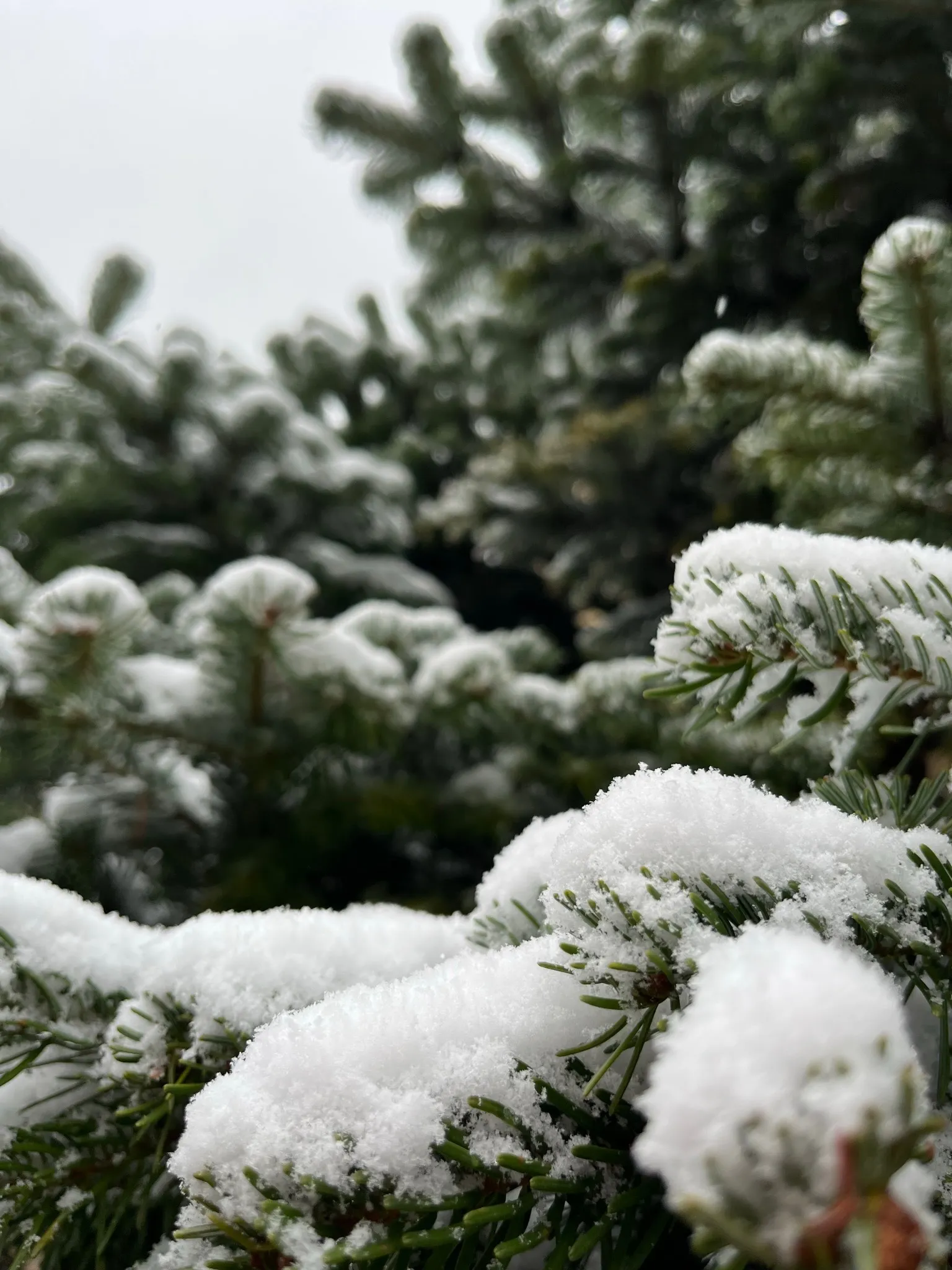 Forbidden Fruit🍒 OnlyFans header