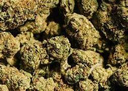 Gregory OnlyFans header