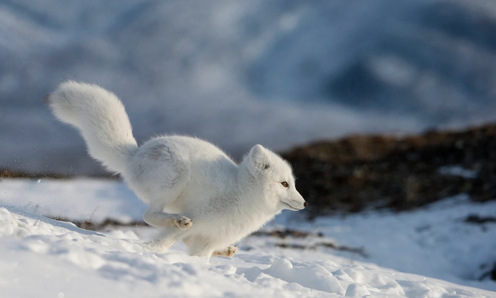 Forecasting OnlyFans