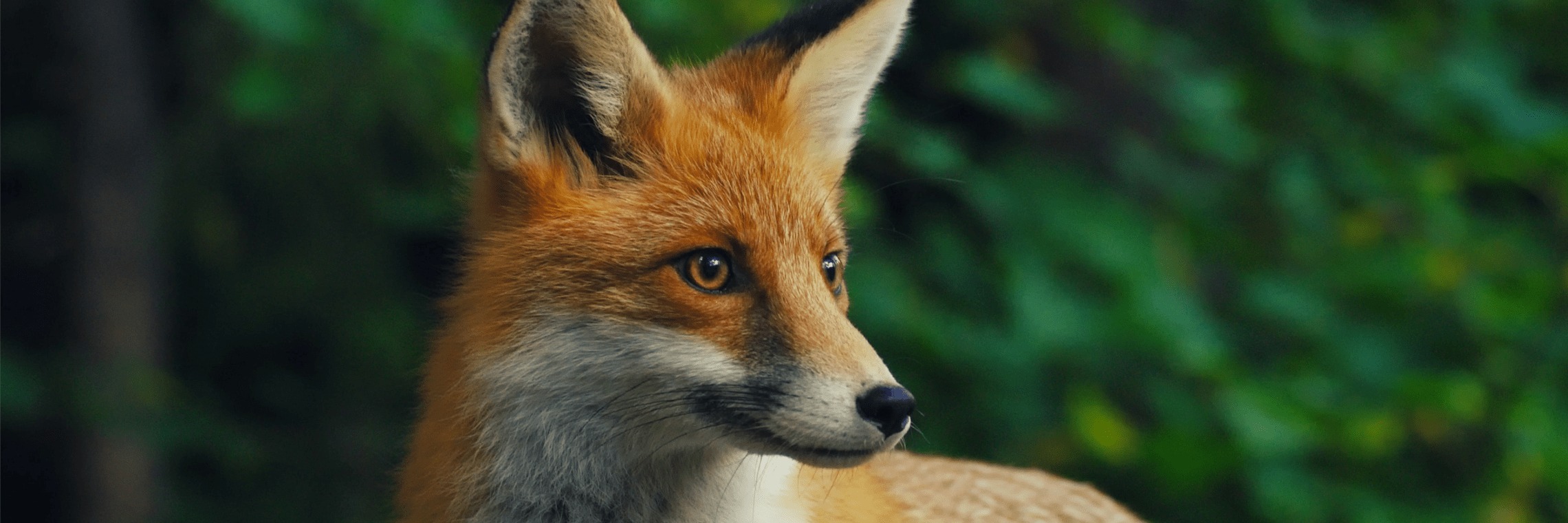 Forecasting OnlyFans header