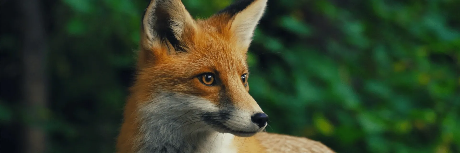 Forecasting OnlyFans header