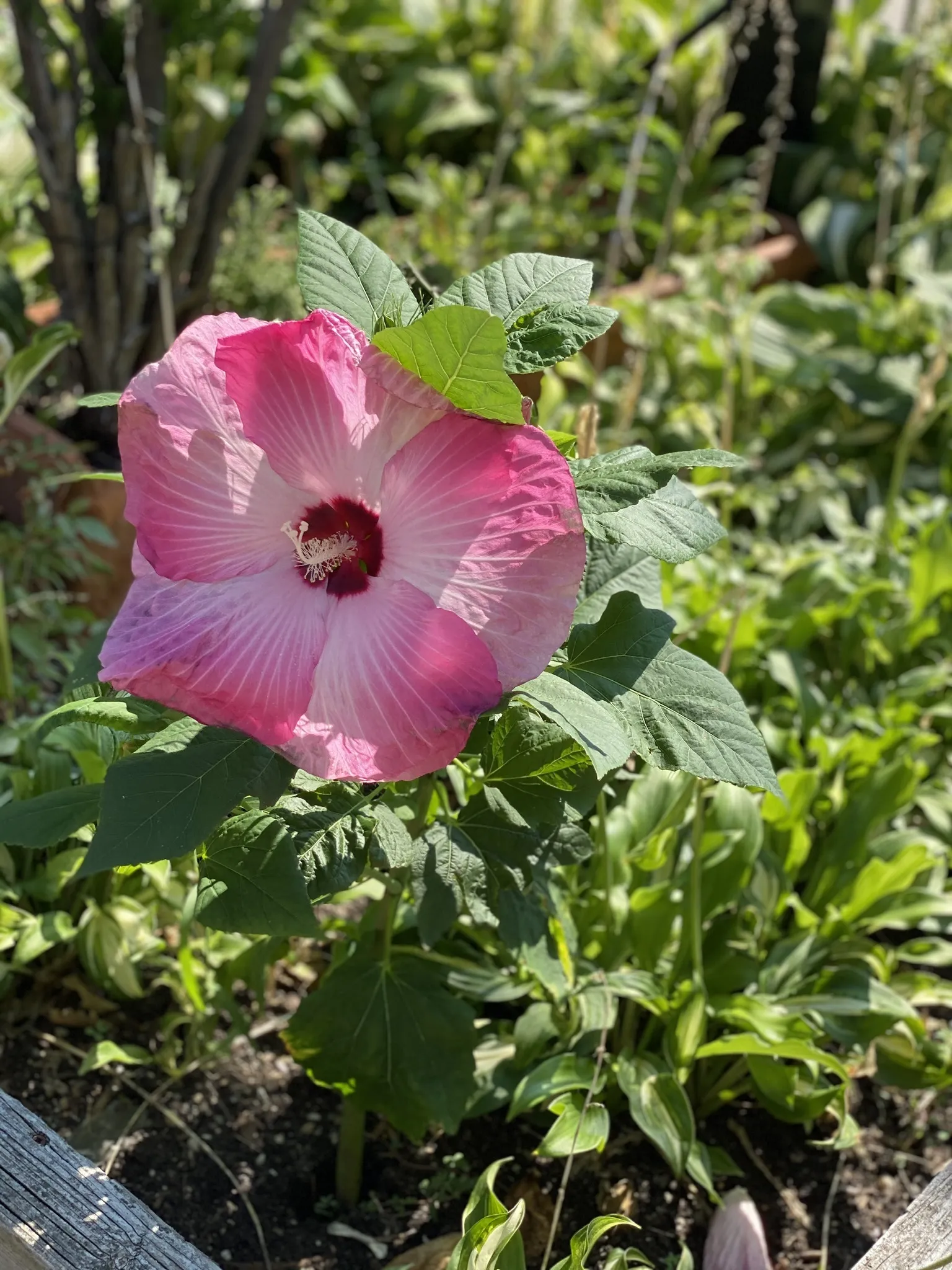 Howie OnlyFans header